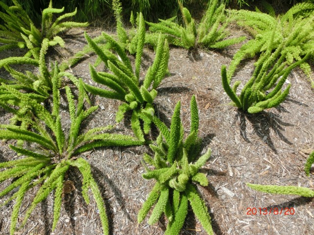 植物都长得很大很奇特