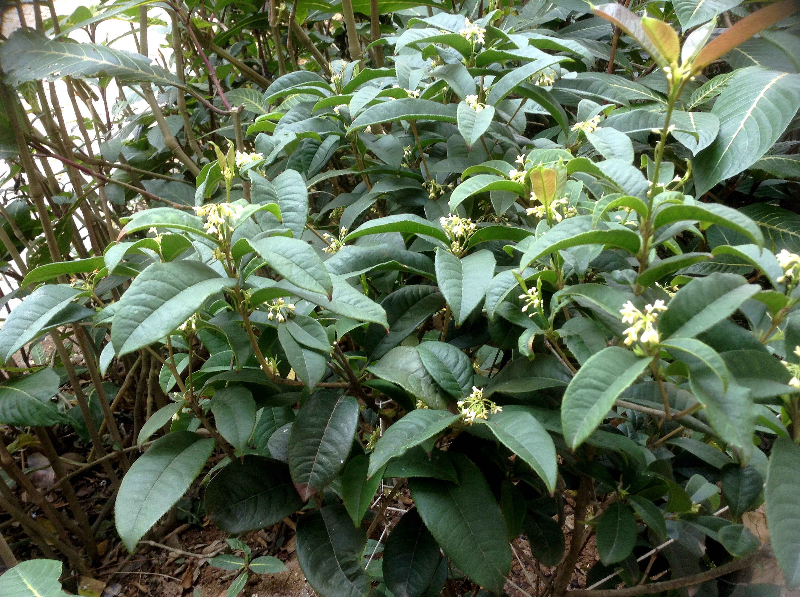 一片翠绿，点点细碎，桂芳惹人醉。